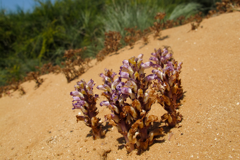 Представитель Семейства Orobanchaceae